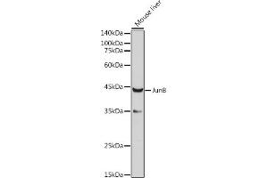 Western blot analysis of extracts of Mouse liver, using JunB antibody (ABIN6130512, ABIN6142672, ABIN6142673 and ABIN6220904) at 1:1000 dilution. (JunB 抗体  (AA 1-240))