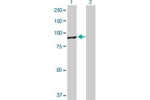 Western Blotting (WB) image for anti-Cullin 4A (CUL4A) (AA 1-759) antibody (ABIN521910)