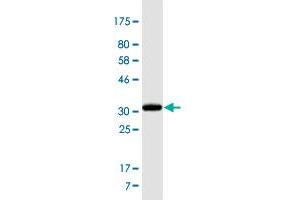 Western Blot detection against Immunogen (34.