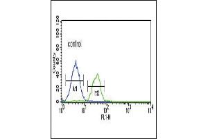 LRRN3 Antibody (N-term) (ABIN651109 and ABIN2840075) flow cytometric analysis of K562 cells (right histogram) compared to a negative control cell (left histogram). (LRRN3 抗体  (N-Term))