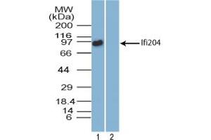Image no. 2 for anti-Interferon Activated Gene 204 (Ifi204) (AA 70-120) antibody (ABIN960220) (Ifi204 抗体  (AA 70-120))