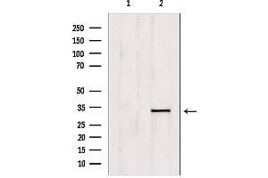 Western blot analysis of extracts from mouse brain, using OVOL1 Antibody. (OVOL1 抗体  (N-Term))