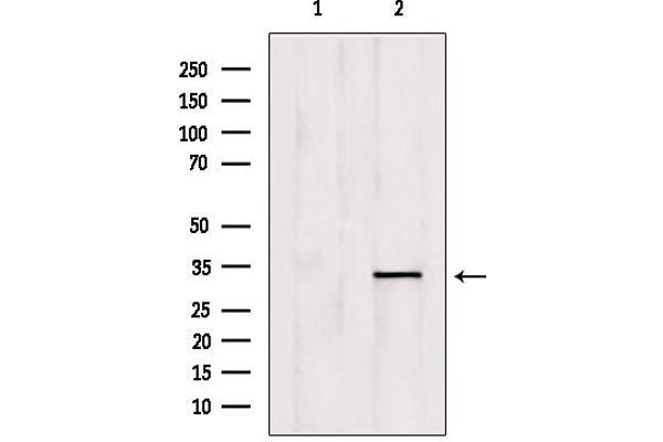 OVOL1 antibody  (N-Term)