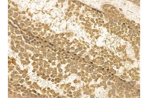 SERC1 Mouse Monoclonal Antibody at 1/100 staining mouse testis tissue by IHC-P. (SERINC1 抗体  (C-Term))