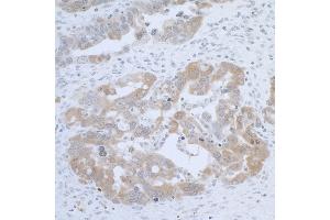 Immunohistochemistry (IHC) image for anti-Cystathionine-beta-Synthase (CBS) (AA 1-50) antibody (ABIN7453425) (CBS 抗体  (AA 1-50))
