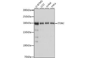 Western blot analysis of extracts of various cell lines, using ITSN2 antibody (ABIN7268015) at 1:1000 dilution. (Intersectin 2 抗体  (AA 500-620))