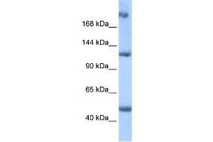 WB Suggested Anti-APC2 Antibody Titration:  0. (APC2 抗体  (Middle Region))