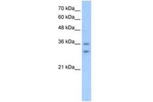 Image no. 1 for anti-Olfactory Receptor, Family 6, Subfamily C, Member 70 (OR6C70) (C-Term) antibody (ABIN205050) (OR6C70 抗体  (C-Term))