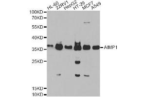 Western blot analysis of extracts of various cell lines, using AIMP1 Antibody. (AIMP1 抗体)