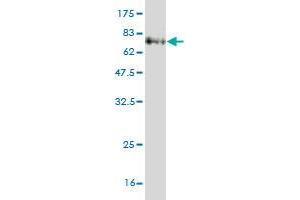 Western Blot detection against Immunogen (70. (IDO1 抗体  (AA 1-403))