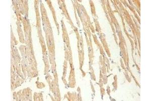 Immunohistochemistry of paraffin-embedded Mouse heart tissue using ABIN7148662 at dilution of 1:100 (CKM 抗体  (AA 1-379))