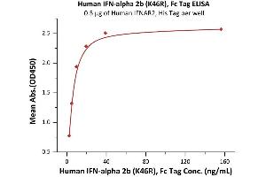 IFN alpha 2b (AA 24-188) (Active) protein (Fc Tag)