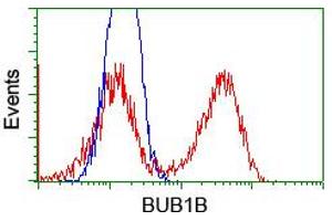 Image no. 4 for anti-Budding Uninhibited By Benzimidazoles 1 Homolog beta (Yeast) (BUB1B) antibody (ABIN1496996) (BUB1B 抗体)