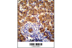 Mouse Nrbp2 Antibody immunohistochemistry analysis in formalin fixed and paraffin embedded human liver tissue followed by peroxidase conjugation of the secondary antibody and DAB staining.