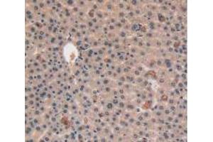IHC-P analysis of Mouse Liver Tissue, with DAB staining. (VEGFC 抗体  (AA 108-223))