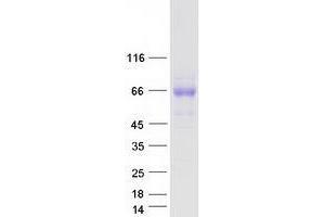 Validation with Western Blot (TMEM181 Protein (Myc-DYKDDDDK Tag))