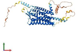 AlphaFold protein structure predicition of Human Recombinant HCRTR1 Protein, UniprotID O43613