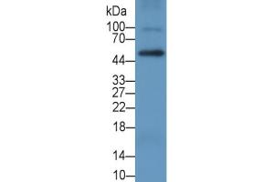 Rabbit Detection antibody from the kit in WB with Positive Control:  Sample Human THP1 cell lysate. (CD4 ELISA 试剂盒)