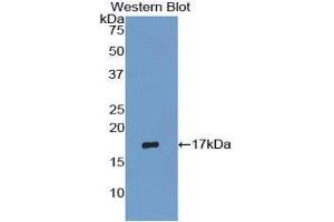 Western Blotting (WB) image for anti-Eosinophil Cationic Protein (ECP) (AA 34-150) antibody (ABIN1860455) (RNASE3 抗体  (AA 34-150))