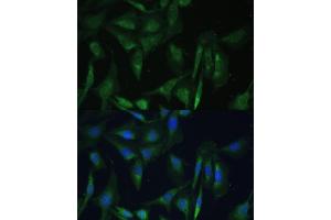 Immunofluorescence (IF) image for anti-Calcium Modulating Ligand (CAMLG) (AA 1-190) antibody (ABIN6137896)