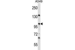 Western Blotting (WB) image for anti-Unc-45 Homolog A (UNC45A) antibody (ABIN2996976) (UNC45A 抗体)