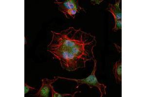 Immunofluorescence analysis of Hela cells using LHX2 mouse mAb (green). (LHX2 抗体)