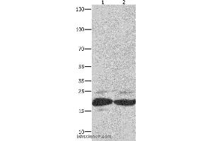 Western blot analysis of Mouse spleen tissue and RAW264. (FADD 抗体)