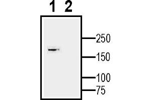Western blot analysis of human  neuroblastoma cell line lysate:1.