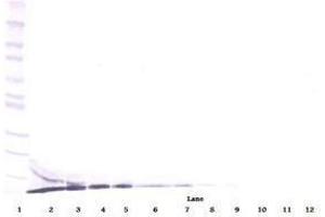 Image no. 3 for anti-Chemokine (C-X-C Motif) Ligand 12 (CXCL12) antibody (ABIN465703) (CXCL12 抗体)