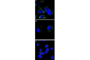Confocal immunofluorescence analysis of cells using RTN3 monoclonal antibody, clone 1E11  (green). (Reticulon 3 抗体)