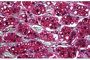 Human Adrenal: Formalin-Fixed, Paraffin-Embedded (FFPE) (Prosaposin 抗体  (AA 18-525))