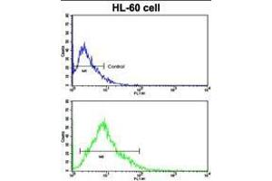 Flow cytometric analysis of HL-60 cells using HLA-DRA Antibody (C-term) (bottom histogram) compared to a negative control cell (top histogram). (HLA-DRA 抗体  (C-Term))
