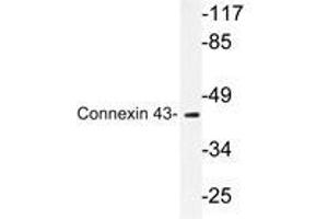 Western blot analyzes of Connexin 43 antibody in extracts from mouse heart cells. (Connexin 43/GJA1 抗体)
