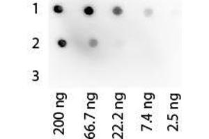 Image no. 1 for Protein G protein (HRP) (ABIN964530) (Protein G Protein (HRP))