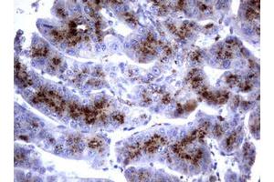 Image no. 7 for anti-Sialidase 1 (Lysosomal Sialidase) (NEU1) (AA 48-315) antibody (ABIN1491548) (NEU1 抗体  (AA 48-315))