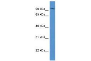 Image no. 1 for anti-ADAM Metallopeptidase Domain 8 (ADAM8) (AA 70-119) antibody (ABIN6746715) (ADAM8 抗体  (AA 70-119))