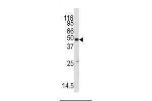 Western blot analysis of anti-MARS2 Antibody (AP7841b) in mouse testis tissue lysates (35ug/lane). (MARS 抗体  (C-Term))