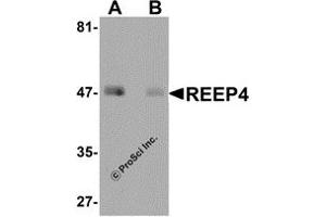 Western Blotting (WB) image for anti-Receptor Accessory Protein 4 (REEP4) (Middle Region) antibody (ABIN1031058) (Receptor Accessory Protein 4 抗体  (Middle Region))