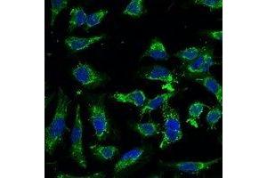 Immunofluorescent analysis of Swiprosin-2 staining in Hela cells. (EFHD1 抗体)