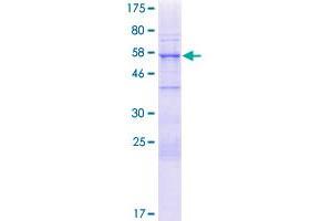NUP35 Protein (AA 1-326) (GST tag)