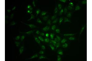 Immunofluorescence analysis of HeLa cell using SELPLG antibody. (SELPLG 抗体  (AA 40-280))