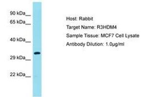 Image no. 1 for anti-R3H Domain Containing 4 (R3HDM4) (AA 45-94) antibody (ABIN6750725) (R3HDM4 抗体  (AA 45-94))