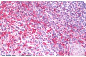 ABIN5539869 (5µg/ml) staining of paraffin embedded Human Spleen. (MIA 抗体  (Internal Region))