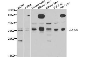 Western blot analysis of extracts of various cell lines, using COPS6 antibody (ABIN5974254) at 1/1000 dilution. (COPS6 抗体)