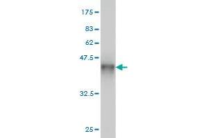 Western Blot detection against Immunogen (37.