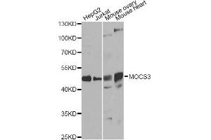 Western blot analysis of extracts of various cell lines, using MOCS3 antibody. (MOCS3 抗体)
