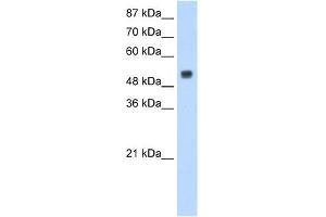 WB Suggested Anti-DRB1 Antibody Titration:  1. (DRB1 抗体  (N-Term))