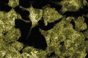 Immunofluorescence staining of PFSK-1 cells (human neuroectodermal tumor line, ATCC CRL-2060). (Insulin Receptor 抗体  (AA 1006-1144))