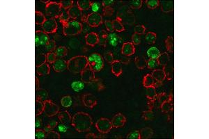 Immunofluorescence staining of K562 cells using Nucleophosmin Mouse Monoclonal Antibody (NPM1/3286) followed by goat anti-Mouse IgG conjugated to CF488 (green).