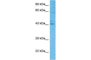 Host:  Mouse  Target Name:  FOSB  Sample Tissue:  Mouse Pancreas  Antibody Dilution:  1ug/ml (FOSB 抗体  (C-Term))